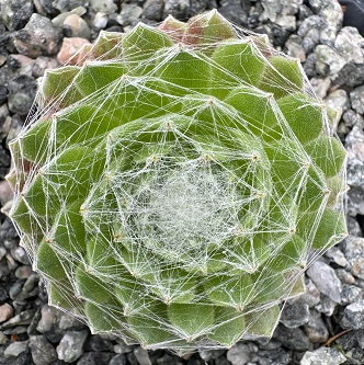 Sempervivum 'Spiders Lair' 